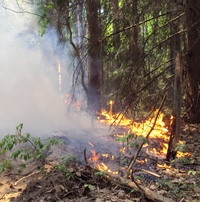 В Нижегородской области действует один лесной пожар