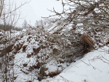 Свалка древесных отходов обнаружена в водоохранной зоне Волги в Кстовском районе Нижегородской области