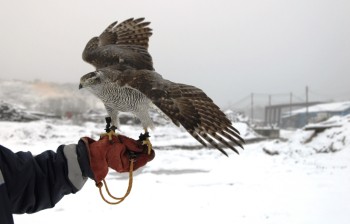 Ястребица Рыся стала сотрудником Балахнинского полигона ТБО