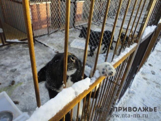 Конкурс на разработку ПСД приюта для животных в Чебоксарах объявят до 30 ноября Конкурс на разработку ПСД приюта для животных в Чебоксарах объявят до 30 ноября
