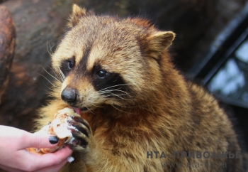 Животных в нижегородском зоопарке &quot;Лимпопо&quot; накормили блинами в честь Масленицы
