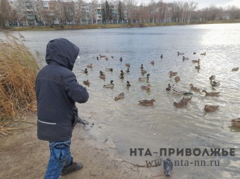 Сезон охоты с подсадной уткой на селезня закрыт в Татарстане Сезон охоты с подсадной уткой на селезня закрыт в Татарстане