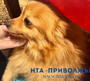 Более 23 тыс. домашних собак зарегистрировано в Нижегородской области