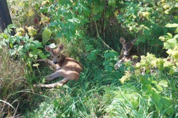 Ещё одного детёныша косули без ноги приютили в Нижегородской области