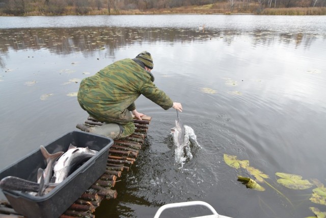 Около 150 кг веслоноса выпущено в Павловские озера Кошкино и Глухое в Нижегородской области