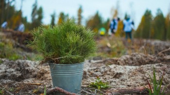 Более 4 тысяч гектаров новых лесных культур высажено в Нижегородской области в течение осеннего лесокультурного сезона