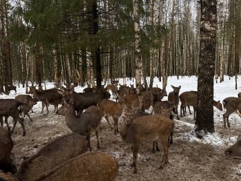 Юному нижегородцу подарили новогодний сюрприз в Копорье