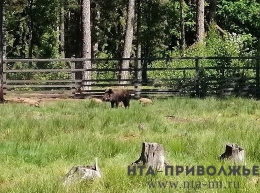 Госохотнадзор намерен отрегулировать численность кабанов в Нижегородской области для недопущения распространения АЧС