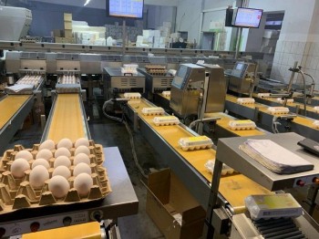 Птичник на 100 тыс. кур ввели в эксплуатацию на фабрике в Вятских полянах