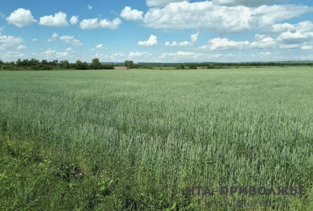 Площадь сева в Удмуртии превысит 800 тыс. га