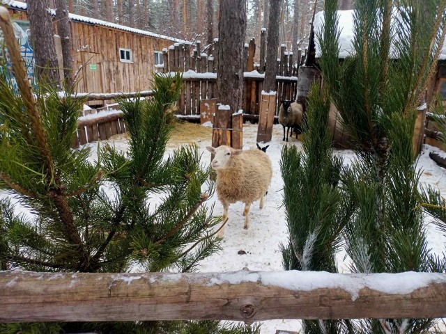 Ульяновский зоопарк получил собранные на контейнерных площадках новогодние ёлки