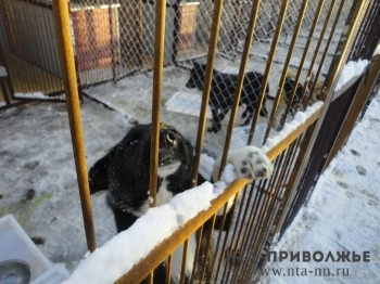 Нижегородцы смогут пожаловаться на бродячих животных в &quot;горячую линию&quot; 15 мая