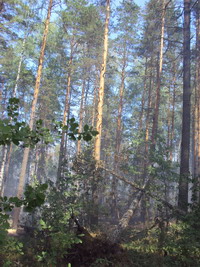 В Нижегородской области в 2012 году планируется дополнительно создать лесные культуры на площади 2,5 тыс. га горельников 
