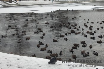 Более 200 уток остались зимовать в Саранске