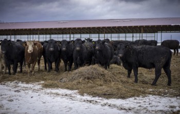 Новый фидлот на 800 голов КРС открыли в Иглинском районе Башкирии