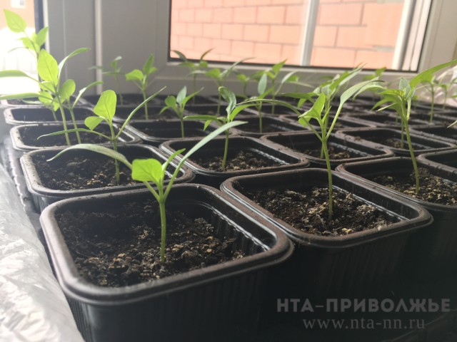 20 предложений несуществующих семян на маркетплейсах выявили в Чувашии 20 предложений несуществующих семян на маркетплейсах выявили в Чувашии