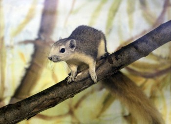 Белки Финлайсона и черные лебеди появились в нижегородском зоопарке