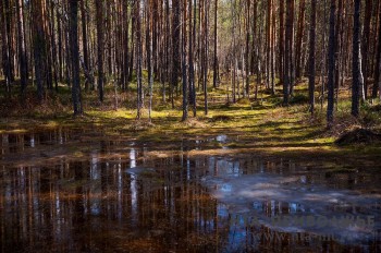 Особо охраняемую природную территорию &quot;Камско-Порышский таежно-болотный комплекс&quot; создают в Кировской области