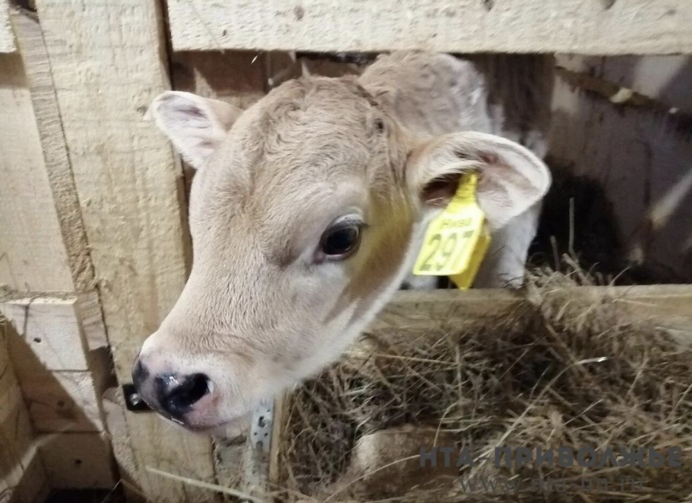 Чувашия вошла в топ-10 регионов России по росту надоев молока