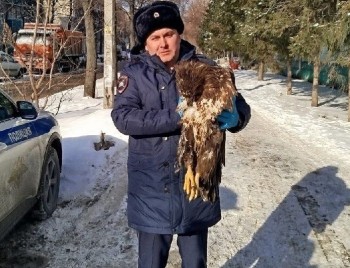 Орлан-белохвост врезался в автомобиль в Татарстане