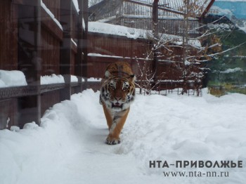 Квартирантка в Нижнем Новгороде заплатит 77 тысяч рублей из-за проделок кота