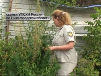 Наркополицейские уничтожили заросли дикорастущей конопли в центре Н.Новгорода