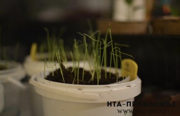 Саратовским ветеранам СВО помогут открыть сельскохозяйственный бизнес