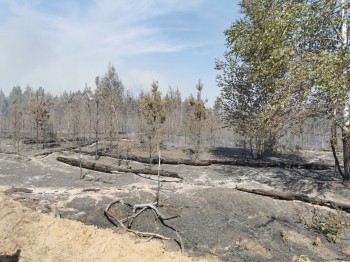 Площадь горения леса в Воротынском районе Нижегородской области сократилась до 18 га. 