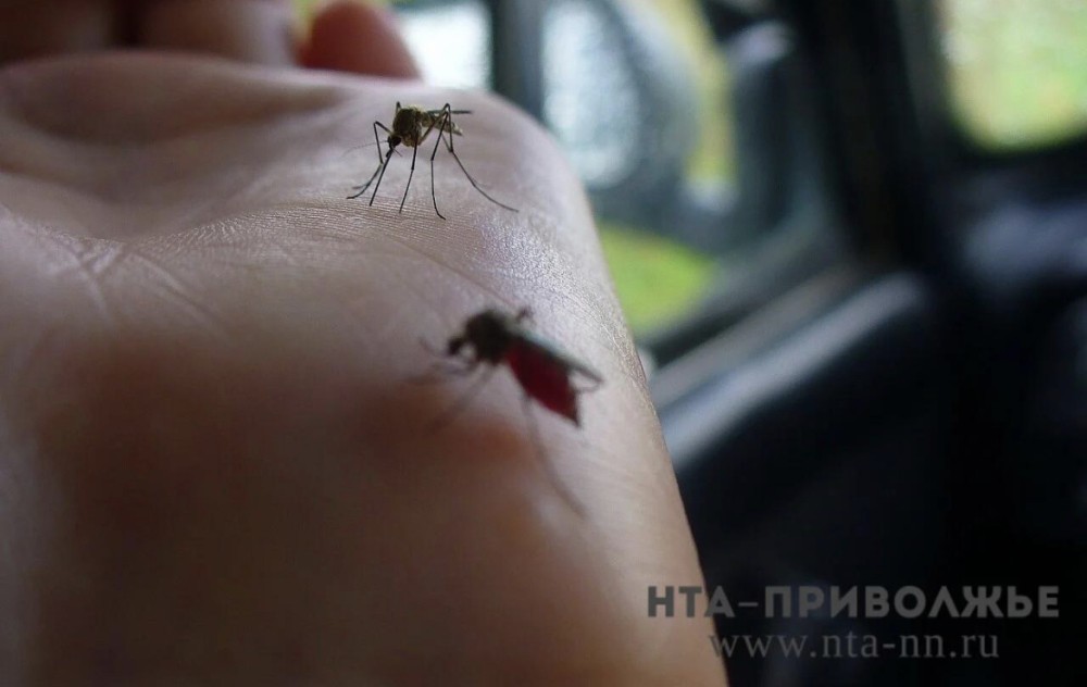 Эксперт ННГУ объяснила вспышку численности комаров в Приволжье