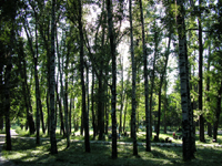 Шанцев утвердил Лесной план Нижегородской области 