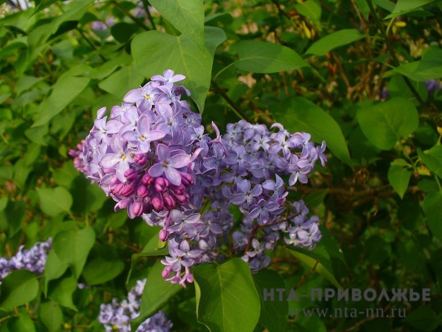 "Сиреневый фестиваль" пройдёт в Перми
