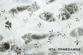 Ежегодная "перепись" диких животных стартовала в Нижегородской области