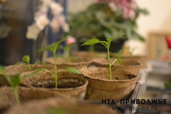 Несколько сотен растений будет высажено в парке Победы в Нижнем Новгороде 26 апреля