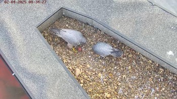 Сапсаны отложили яйца на высотке в Уфе Сапсаны отложили яйца на высотке в Уфе