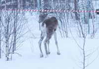 Ещё три северных оленя поселились в Керженском заповеднике 