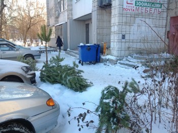 Новогодние ёлки в Ульяновске соберут на переработку