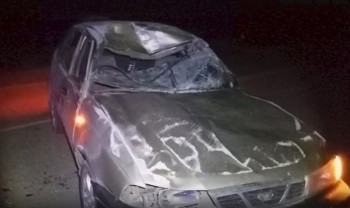 Неопытный водитель сбил кобылу с жеребёнком на трассе в Башкирии (ВИДЕО)