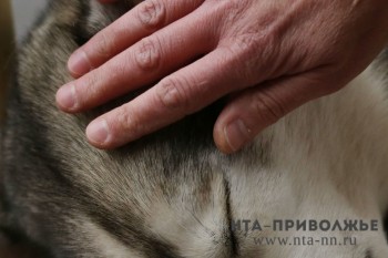 Эвтаназию бездомных животных в экстренных случаях разрешили в Татарстане