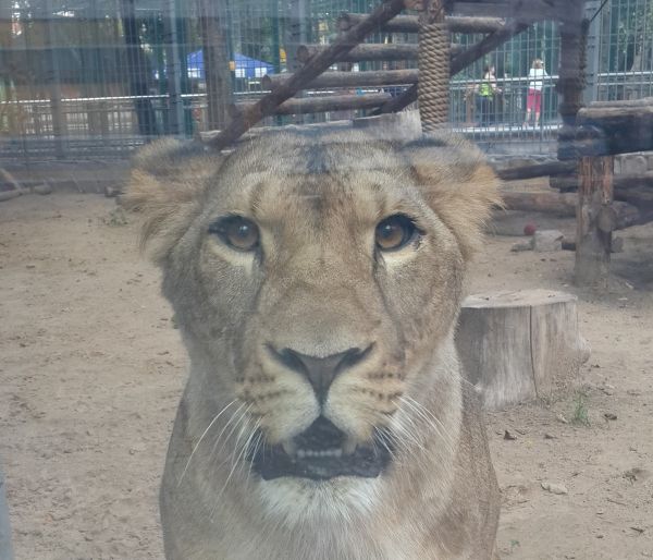 Львица напала на мужчину в зоопарке "Мадагаскар" в Нижнем Новгороде