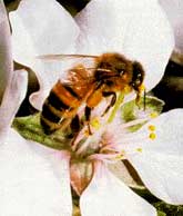 Аграрный комитет нижегородского Заксобрания одобрил принятие  в I чтении закона &quot;О пчеловодстве&quot;