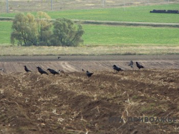 Штаб для весенне-полевых работ создан в Оренбургской области