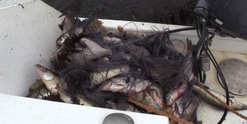 Ограничения на рыбную ловлю отменяют в Нижегородской области отменены
