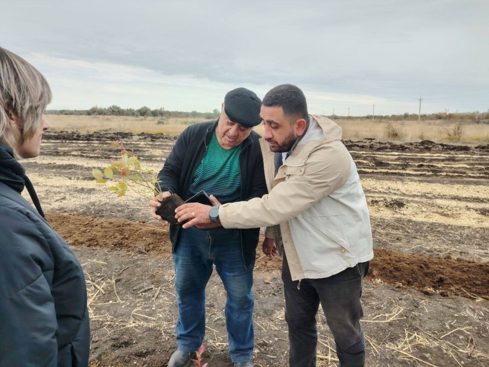 Голубику будут выращивать в Волжском районе Самарской области