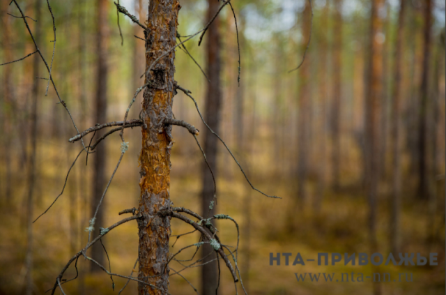Программы локализации вредителя леса — большого чёрного усача — в Нижегородской области