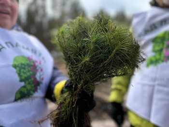 В Нижегородской области завершился весенний лесокультурный сезон В Нижегородской области завершился весенний лесокультурный сезон