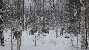 Стадо северных оленей в Керженском заповеднике пережило снежную зиму без потерь