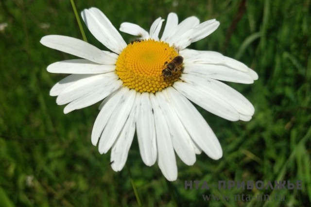 Жалобы на массовую гибель пчёл зарегистрированы в семи районах Мордовии