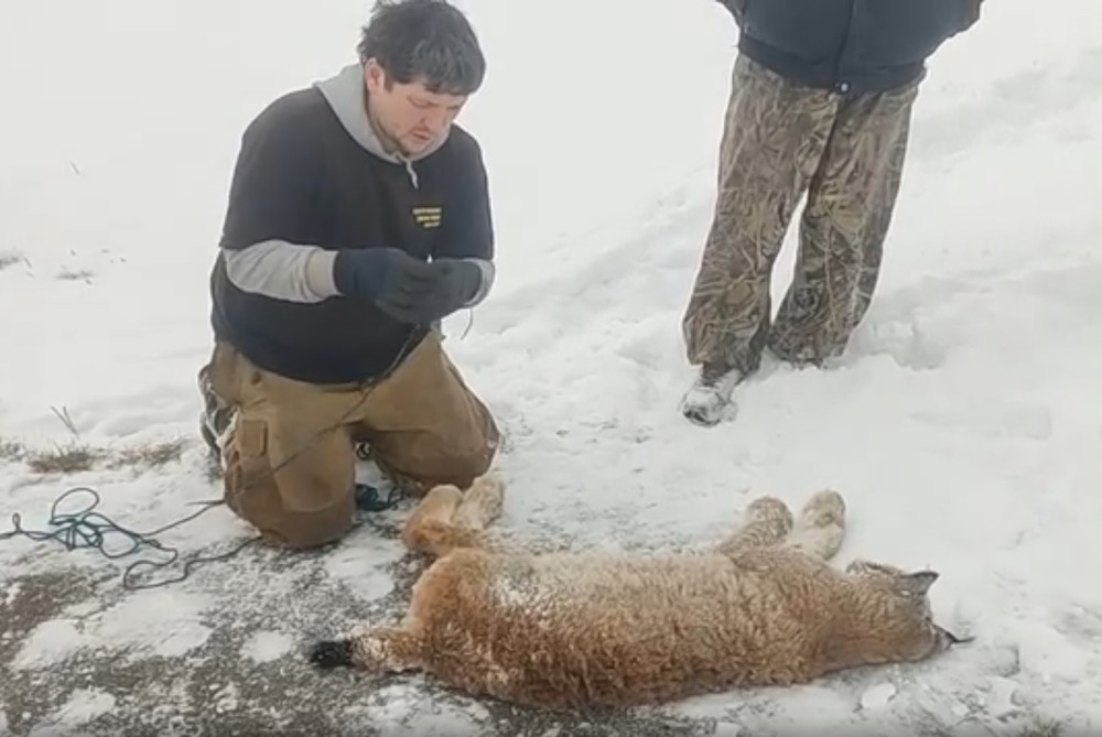 Пострадавшую от бешеной рыси девочку в Башкирии отправили долечиваться домой