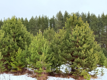 В Шатковском округе семьям участников СВО передали новогодние ели