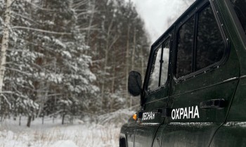 С начала года в Нижегородской области выявили пять фактов незаконной вырубки леса